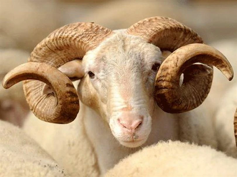 Kars Küçükbaş Hayvan Satışı