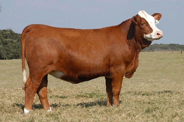 Kars Adaklık Kurban Satışı